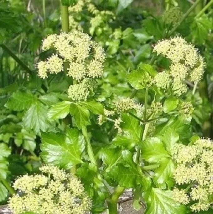 MediGran Smyrnium olusatrum zaden zwartmoeskervel eetbaar