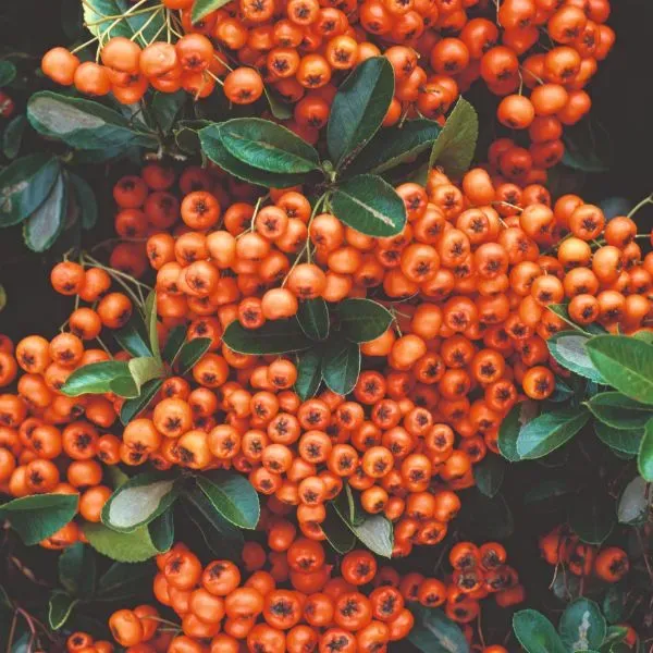 World Botanics Pyracantha Orange Glow vuurdoorn 1x 9cm
