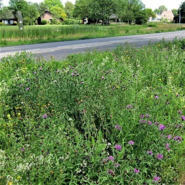MediGran Graslandflora GV-47 bloemenmengsel vochtige grond