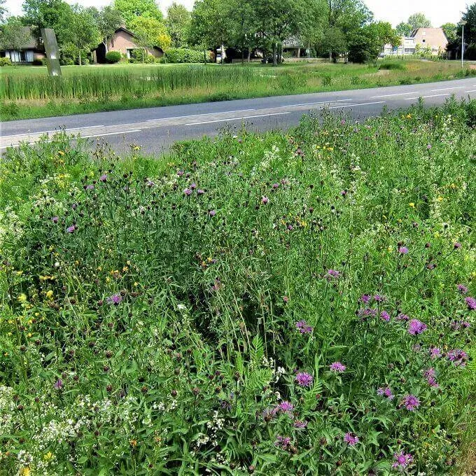 MediGran Graslandflora GV-47 bloemenmengsel vochtige grond
