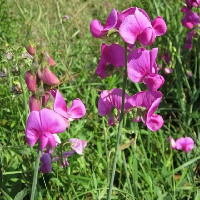 MediGran Aardaker Lathyrus tuberosus zaden eetbaar