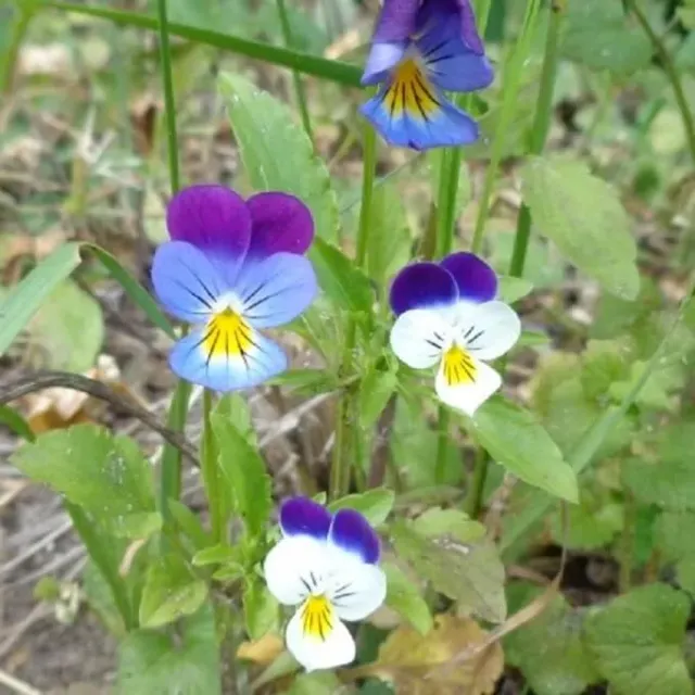 MediGran Viola tricolor zaden driekleurig viooltje biologisch