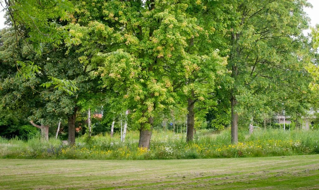 MediGran Landschapsflora LKV-10 zadenmengsel inheems