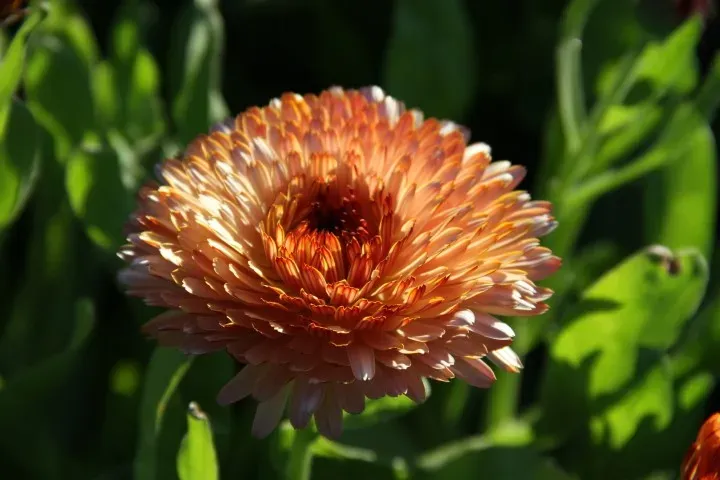 Vitale Rassen Strawberry Blonde goudsbloem zaden roze