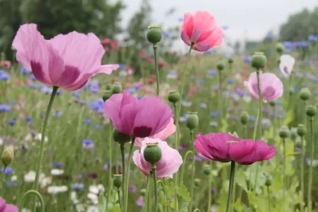 Vitale Rassen Papaver zaden onbespoten weidebloem