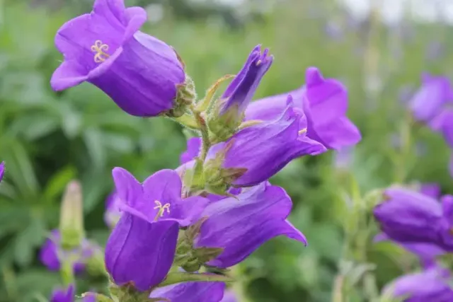 Vitale Rassen Mariëtteklokje mix bloemzaden onbespoten