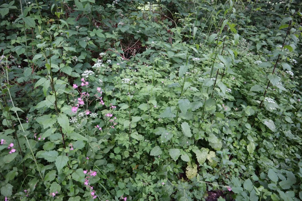 MediGran Schaduwflora HD-69 bloemenmengsel droge schaduw