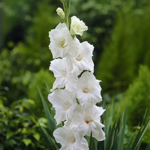 World Botanics Gladiolus White Prosperity bloembol wit