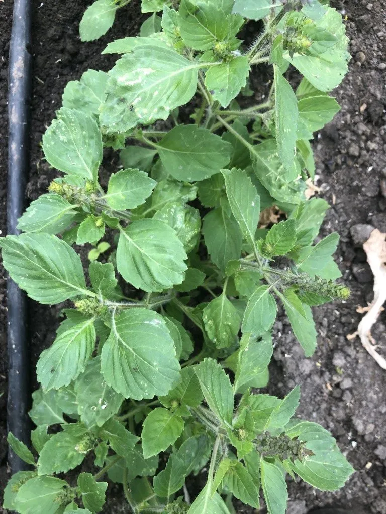 Vitale Rassen Tulsi heilige basilicum zaden biologisch