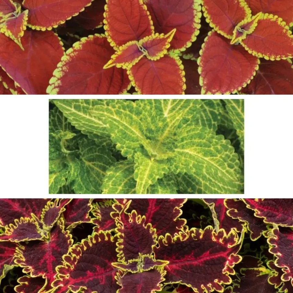 World Botanics Coleus Sunfighter bloemplanten 15 stuks blad