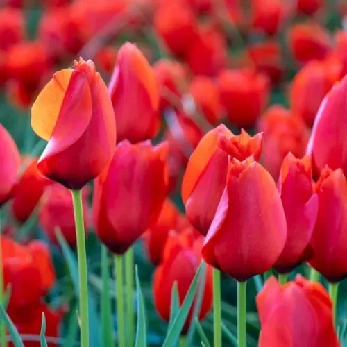 World Botanics Tulip Red Purissima bloembollen 15 stuks