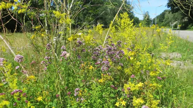 MediGran Vlinderbloemenmengsel VL-10 zaden inheems