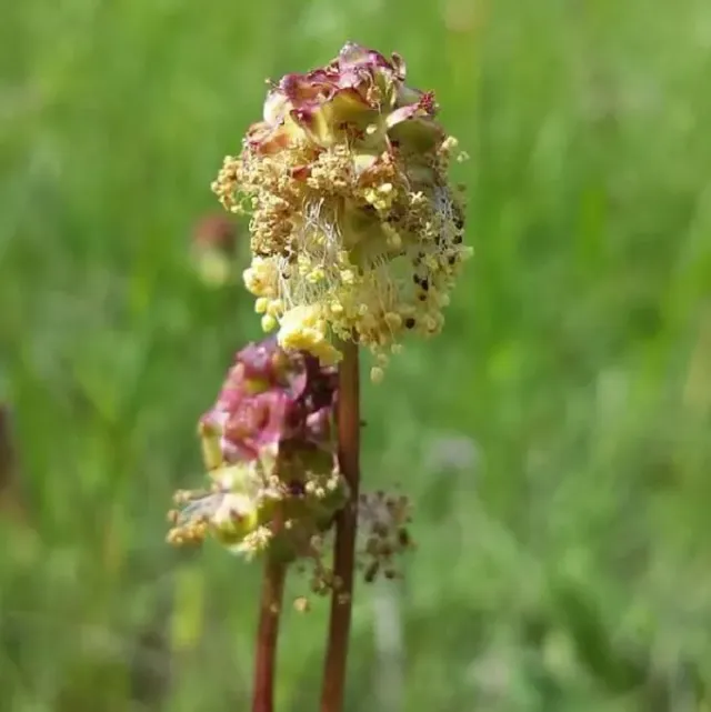 MediGran Poterium sanguisorba Kleine pimpernel zaden