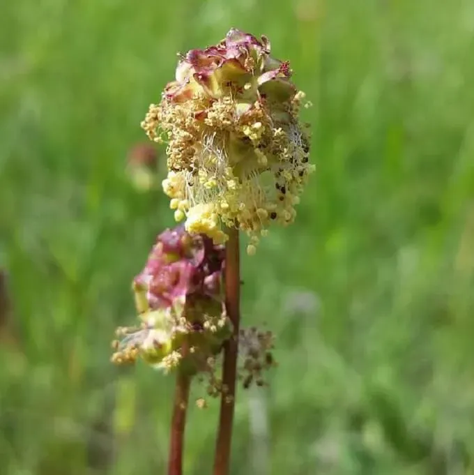MediGran Poterium sanguisorba Kleine pimpernel zaden