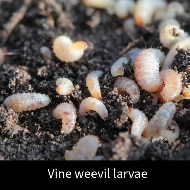 World Botanics Vine Weevil Control aaltjes 100 m²