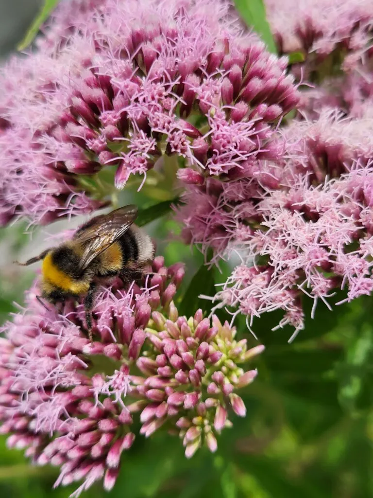 MediGran Eupatorium cannabinum koninginnenkruid zaden