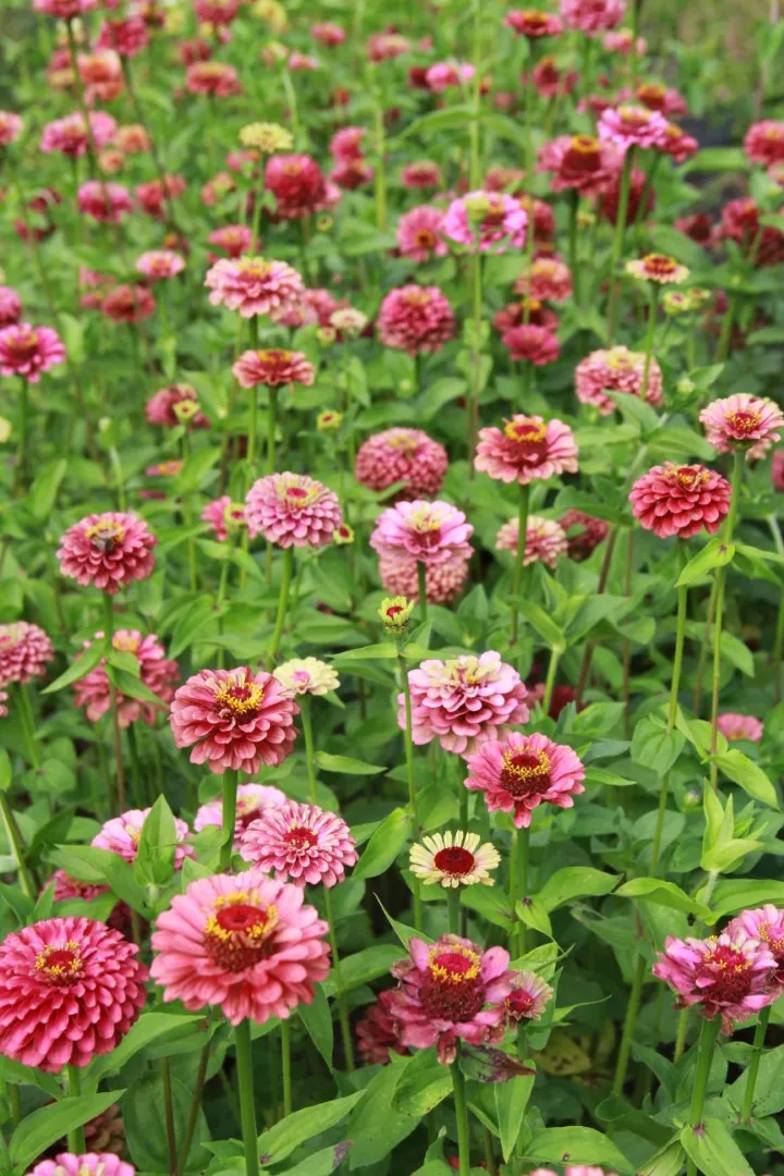Vitale Rassen Queen Red Lime zinniazaden rood