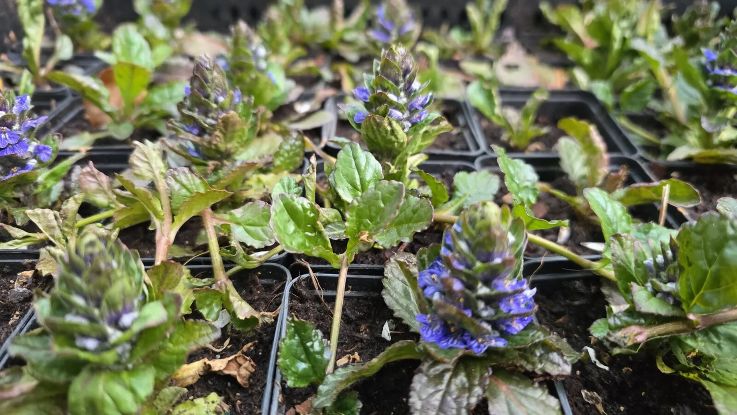 De Tuinen van MergenMetz Ajuga reptans Kruipend Zenegroen zaden wintergroen