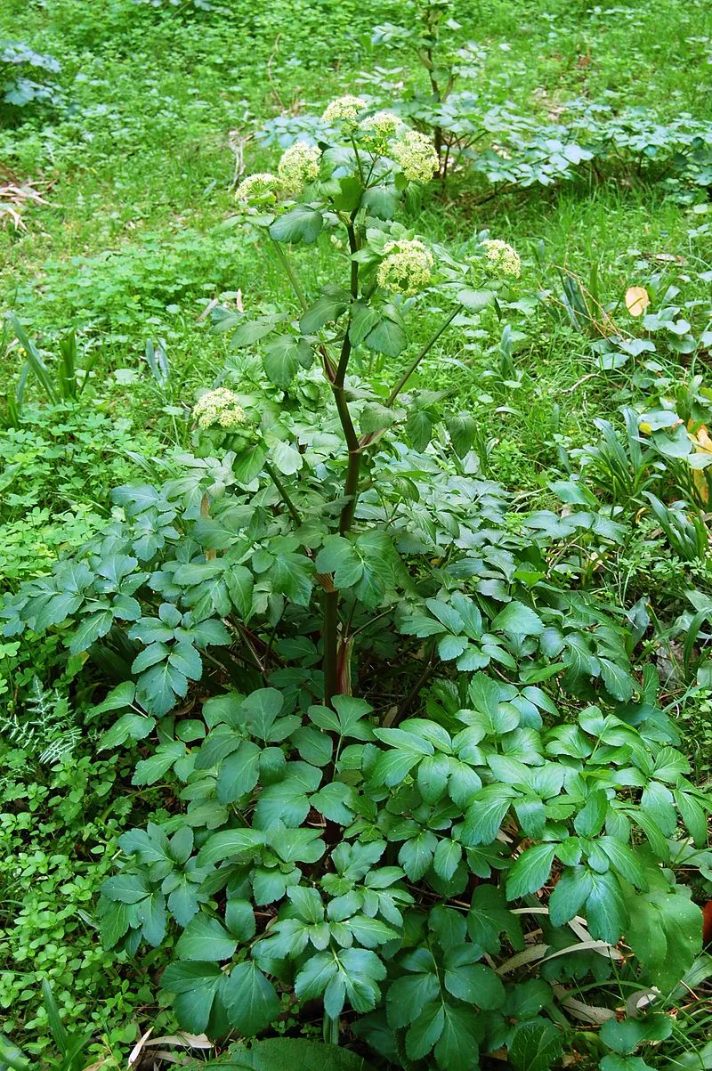 MergenMetz Zwartmoeskervel Smyrnium olusatrum zaden 50 stuks