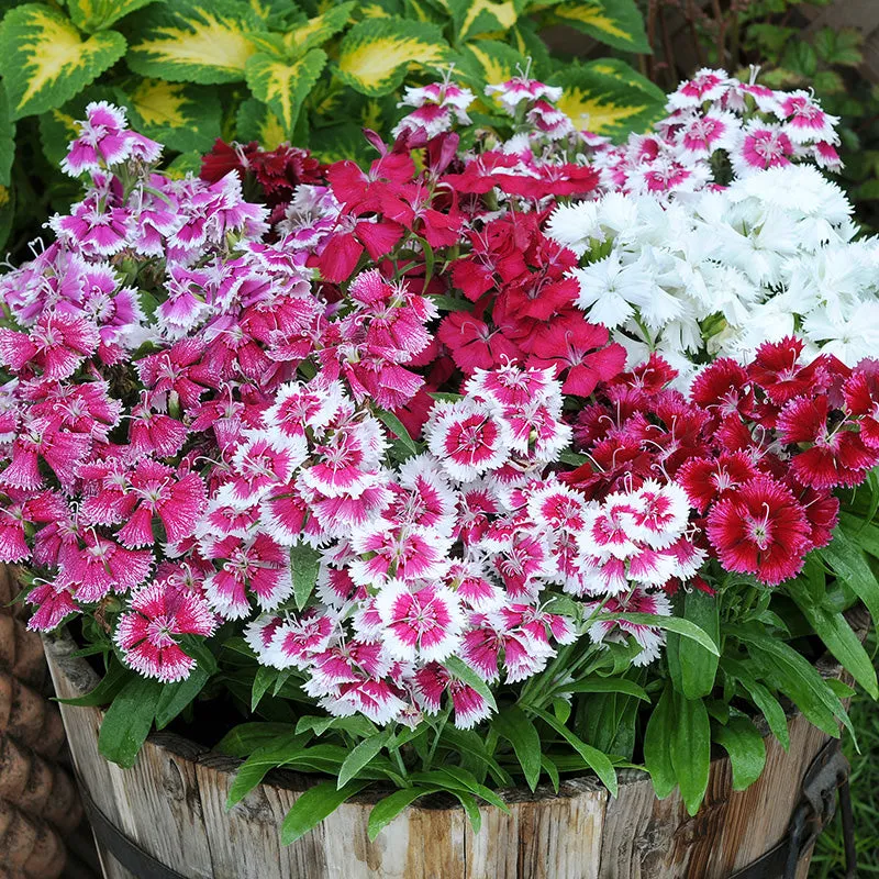 World Botanics Dianthus Festival Mixed F1 anjerplanten 15 stuks winterhard