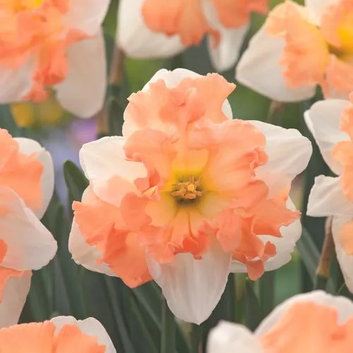 World Botanics Narcissus Mariner bloembollen 15 stuks crèmewit
