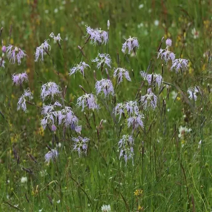 MediGran Dianthus superbus Prachtanjer zaden geurend