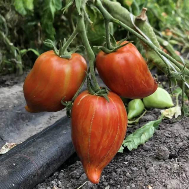 Vitale Rassen Romatomaat Striée tomatenzaden onbespoten
