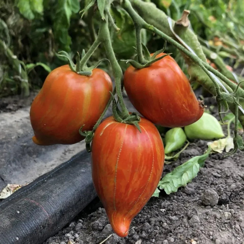 Vitale Rassen Romatomaat Striée tomatenzaden onbespoten