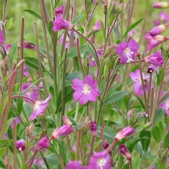 MediGran Harig Wilgenroosje Epilobium Hirsutum Zaden Onbespoten