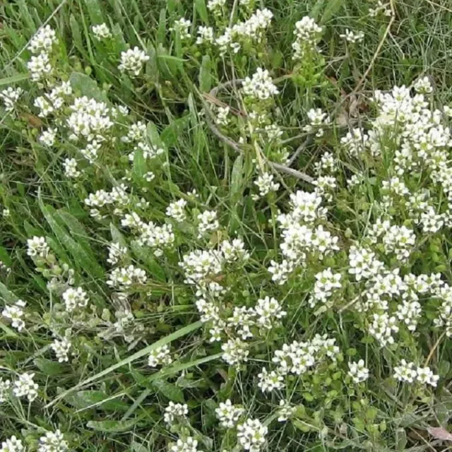 MediGran Echt lepelblad Cochlearia officinalis zaden onbespoten