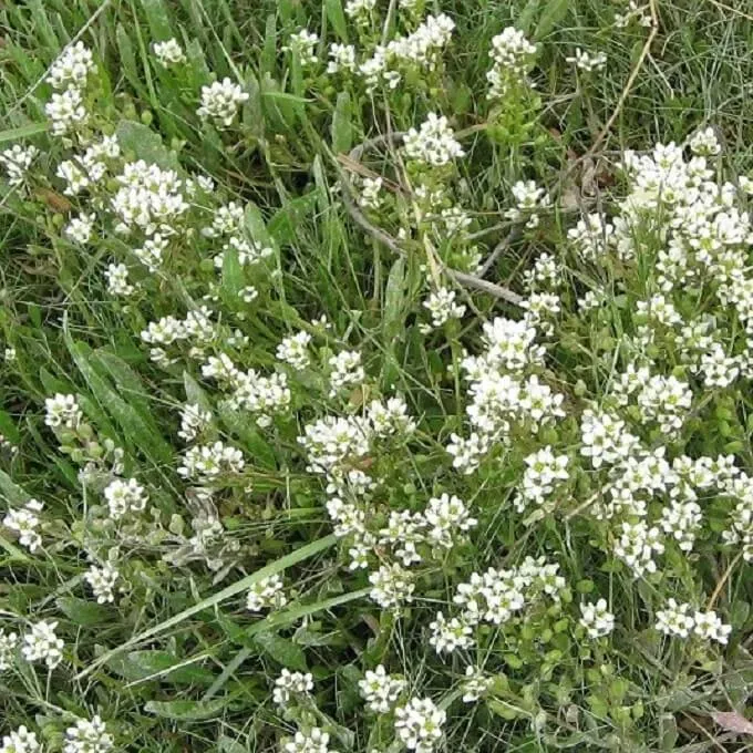 MediGran Echt lepelblad Cochlearia officinalis zaden onbespoten