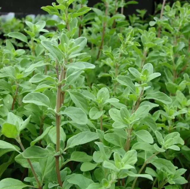 MediGran Origanum majorana Echte marjolein zaden keuken
