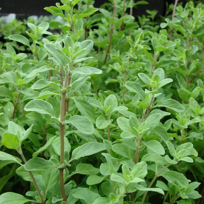 MediGran Origanum majorana Echte marjolein zaden keuken