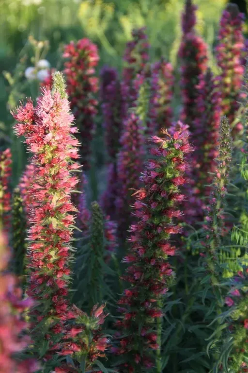 Vitale Rassen Rood Slangenkruid zaden onbespoten bijenplant