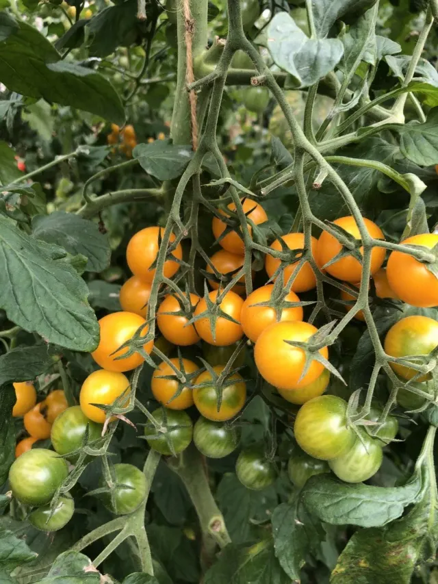 Vitale Rassen Cerise Gelb kersttomaat zaden geel