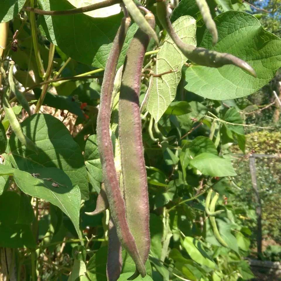 De Tuinen van MergenMetz Mrs Cannell’s Black pronkboon 15 zaden