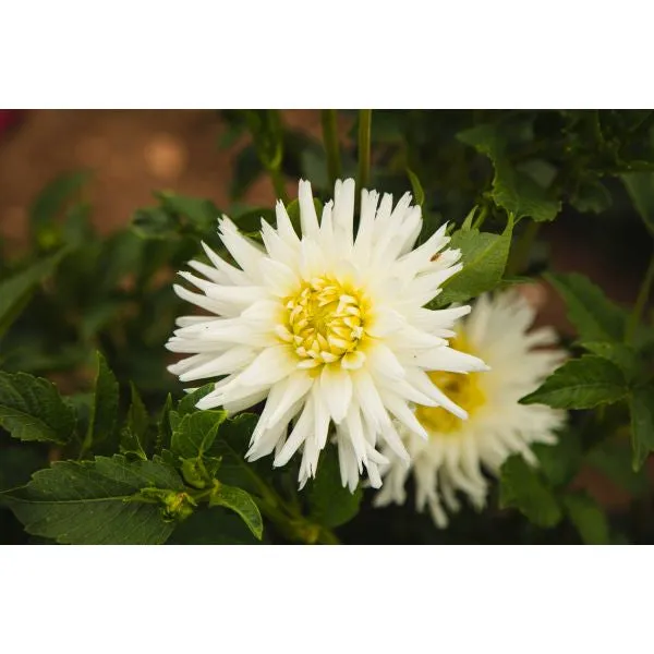 World Botanics My Love dahlia plant wit cactus