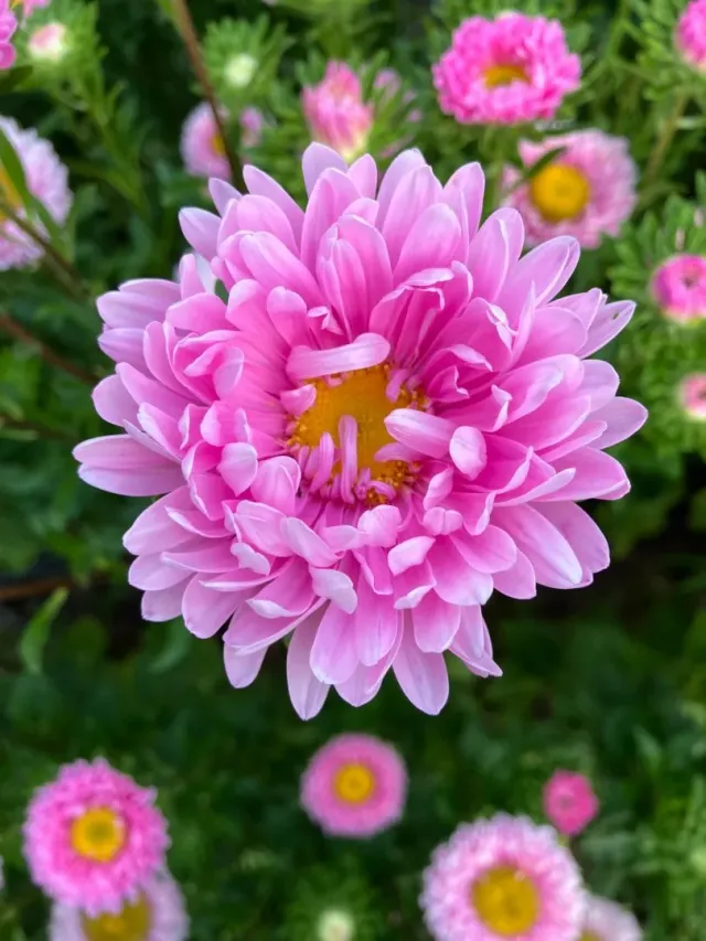 Vitale Rassen Matsumoto Roze zomeraster zaden roze