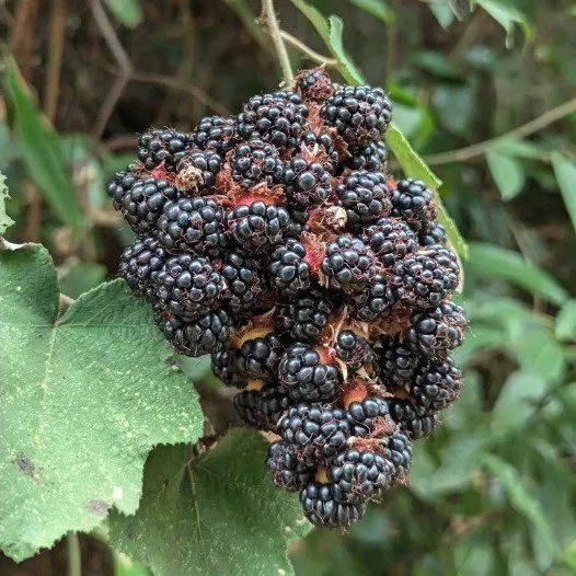 De Tuinen van MergenMetz Chinese braam plant Rubus setchuenensis doornloos