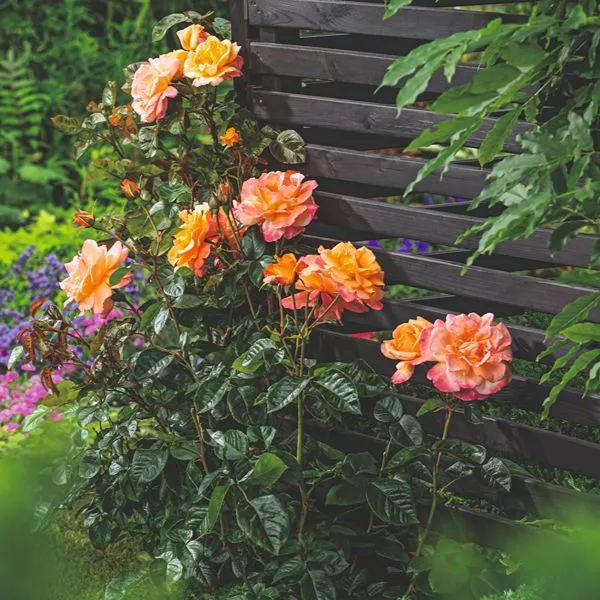 World Botanics Scent From Heaven klimroos 1 plant