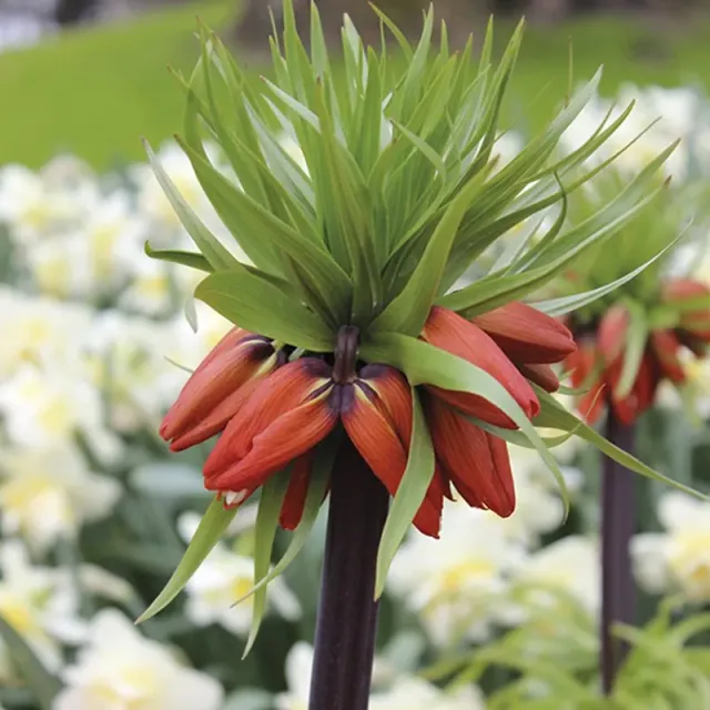 World Botanics Fritillaria imperialis Rubra bloembollen 3 stuks oranje