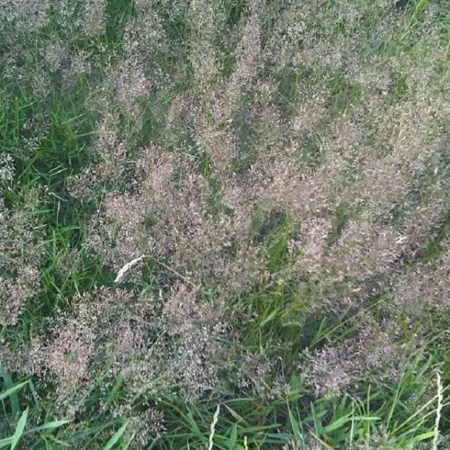 MediGran Schedonorus pratensis beemdlangbloem zaden onbespoten