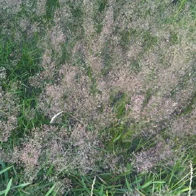MediGran Schedonorus pratensis beemdlangbloem zaden onbespoten