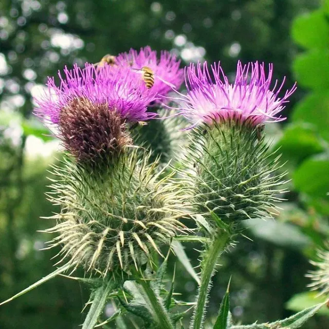 MediGran Cirsium vulgare speerdistel zaden inheems