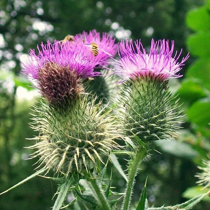 MediGran Cirsium vulgare speerdistel zaden inheems