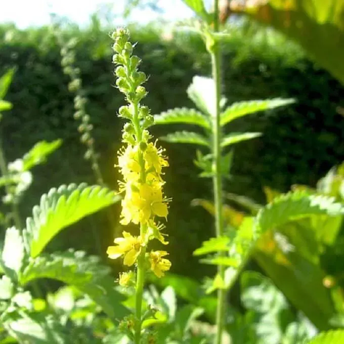 MediGran Agrimonia procera welriekende agrimonie zaden