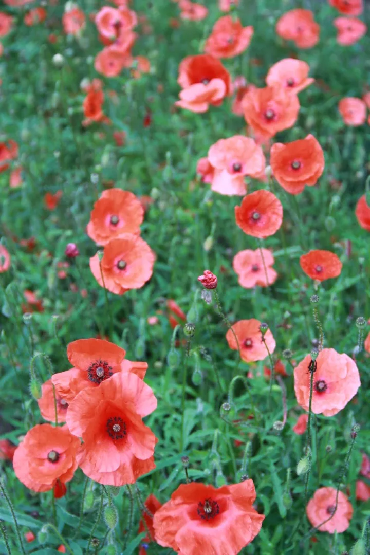 Vitale Rassen Klaproos bloemzaden onbespoten