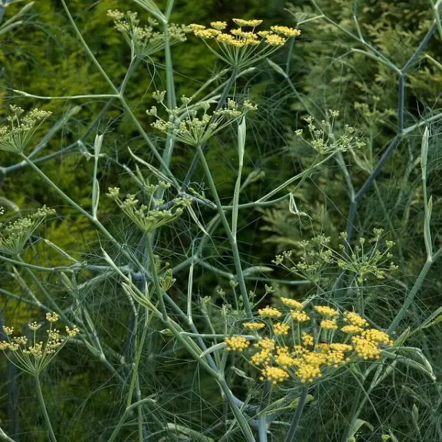 MediGran Foeniculum vulgare venkel zaden onbespoten