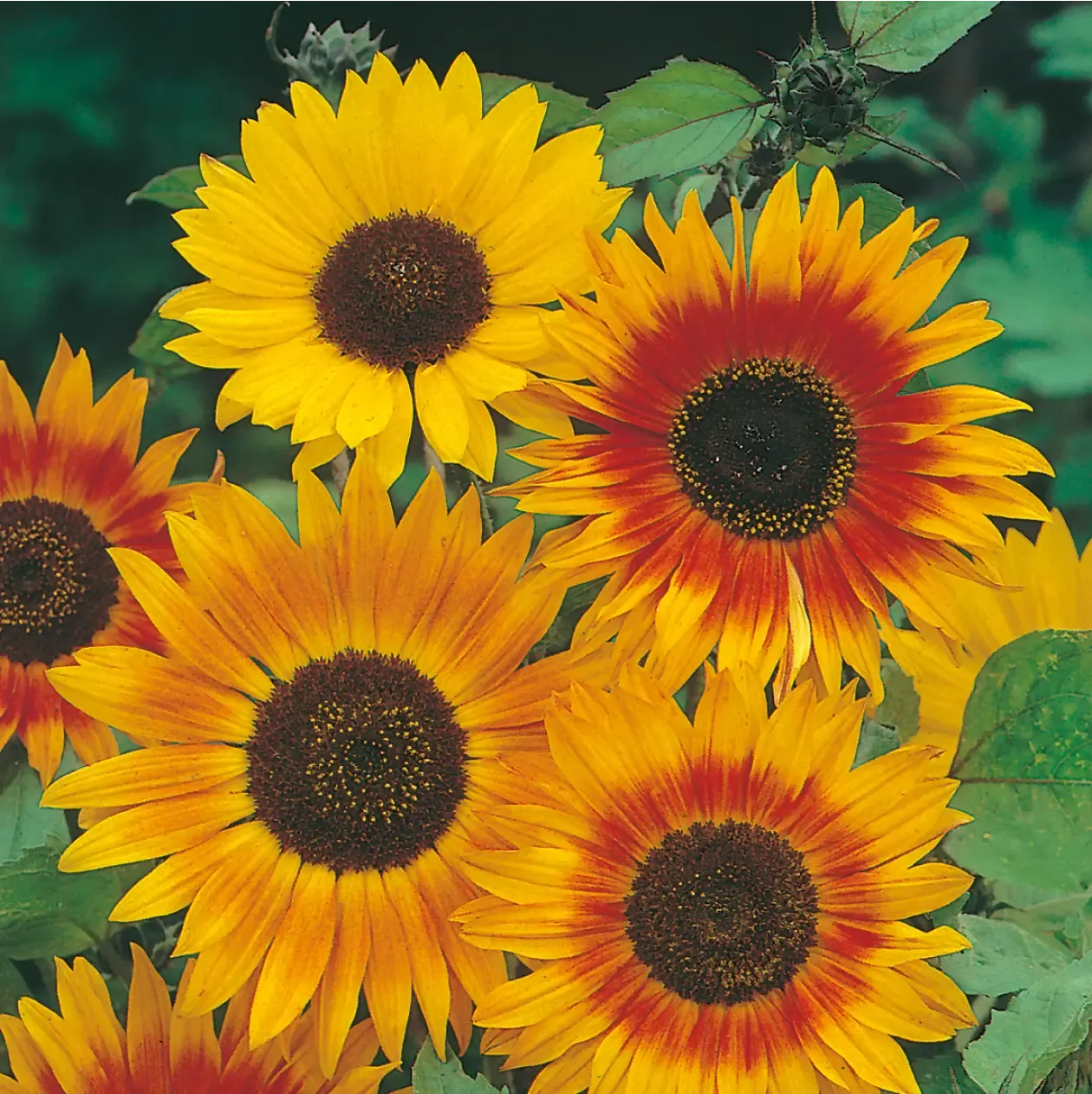 World Botanics Autumn Beauty zonnebloemzaden oranje mix