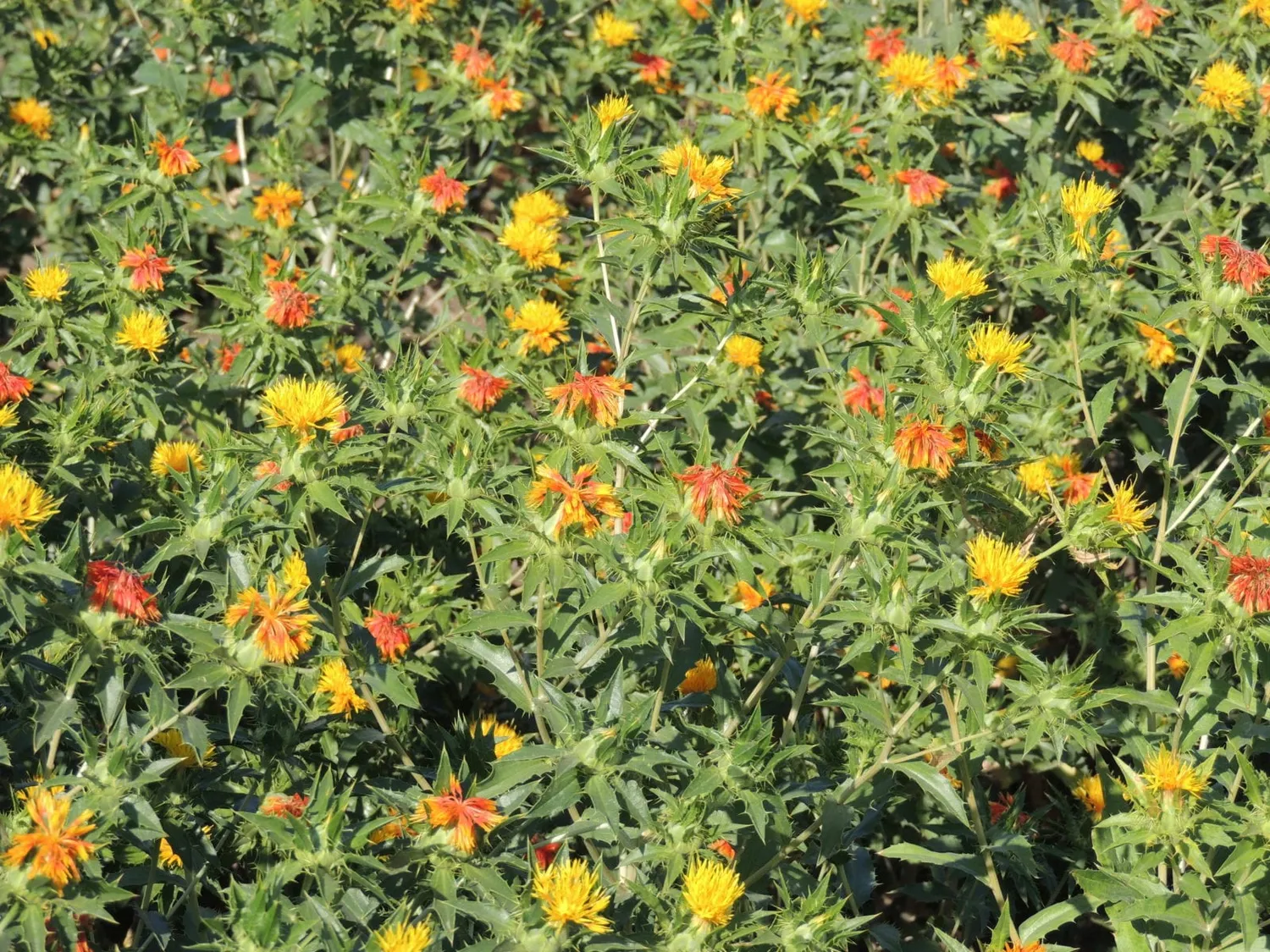 De Tuinen van MergenMetz Saffloer zaden 20 stuks oranje droogbloem